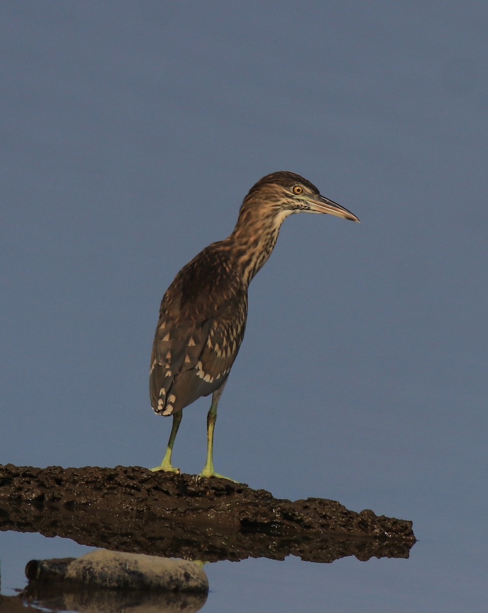 Квак звичайний - ML646439187