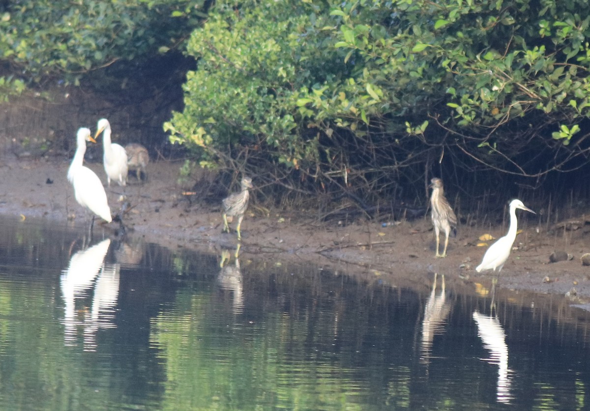 Квак звичайний - ML646439188