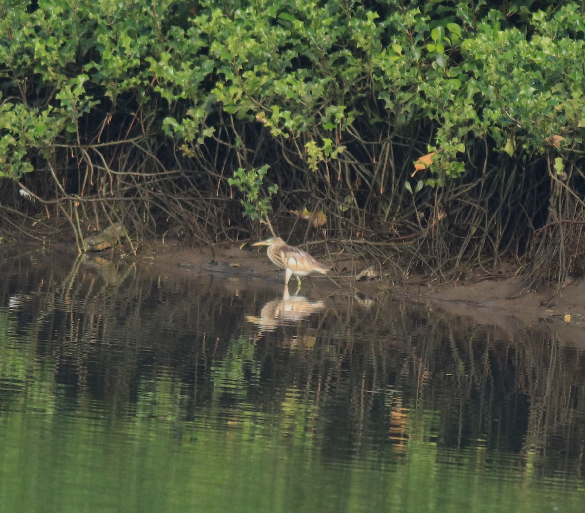 Квак звичайний - ML646439189