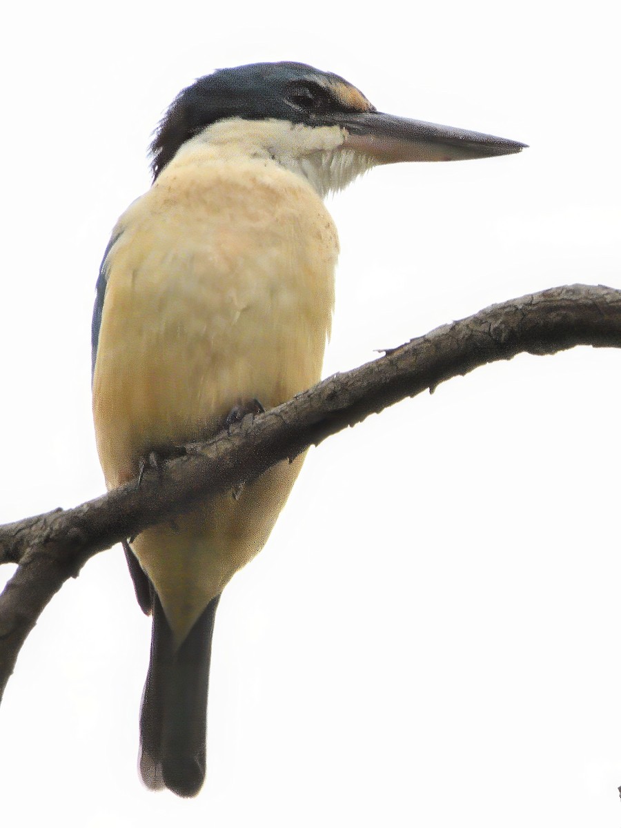 Sacred Kingfisher (Australasian) - ML646439191