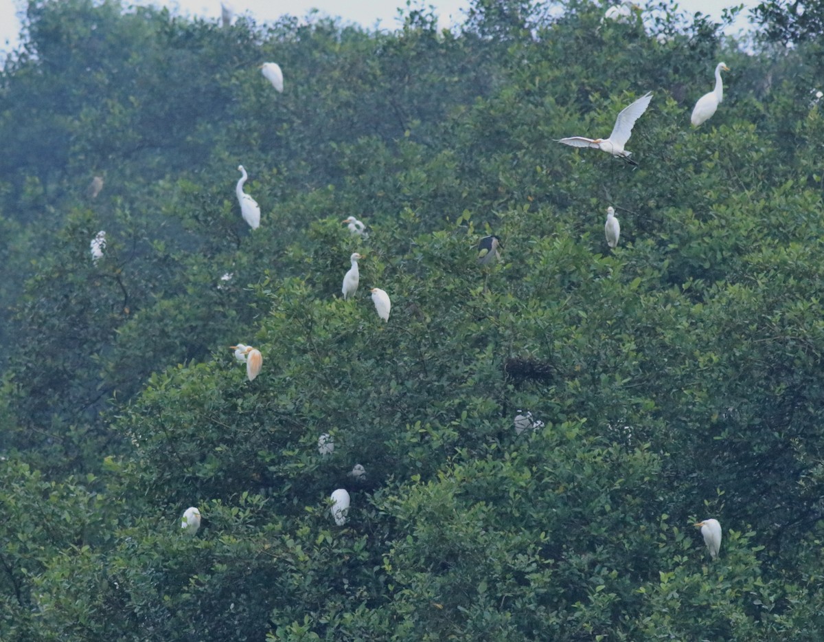 Aigrette garzette - ML646439192