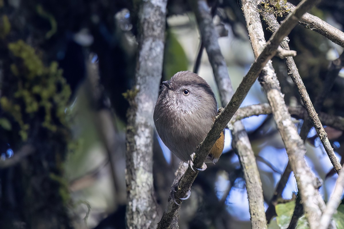 Streifenkehl-Grasmücke - ML646439196