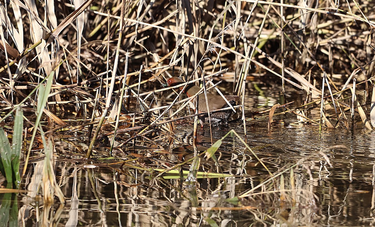 Ruddy-breasted Crake - ML646439198