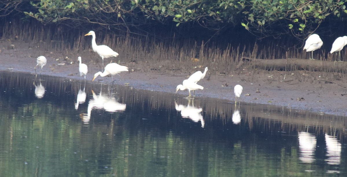 Чапля середня - ML646439199