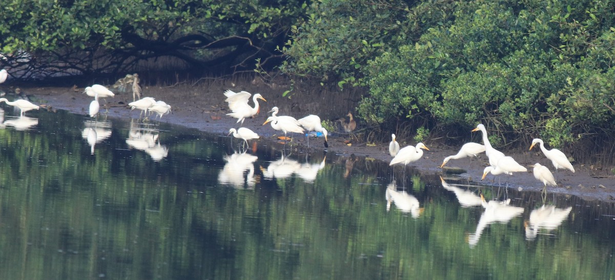 Чапля середня - ML646439200