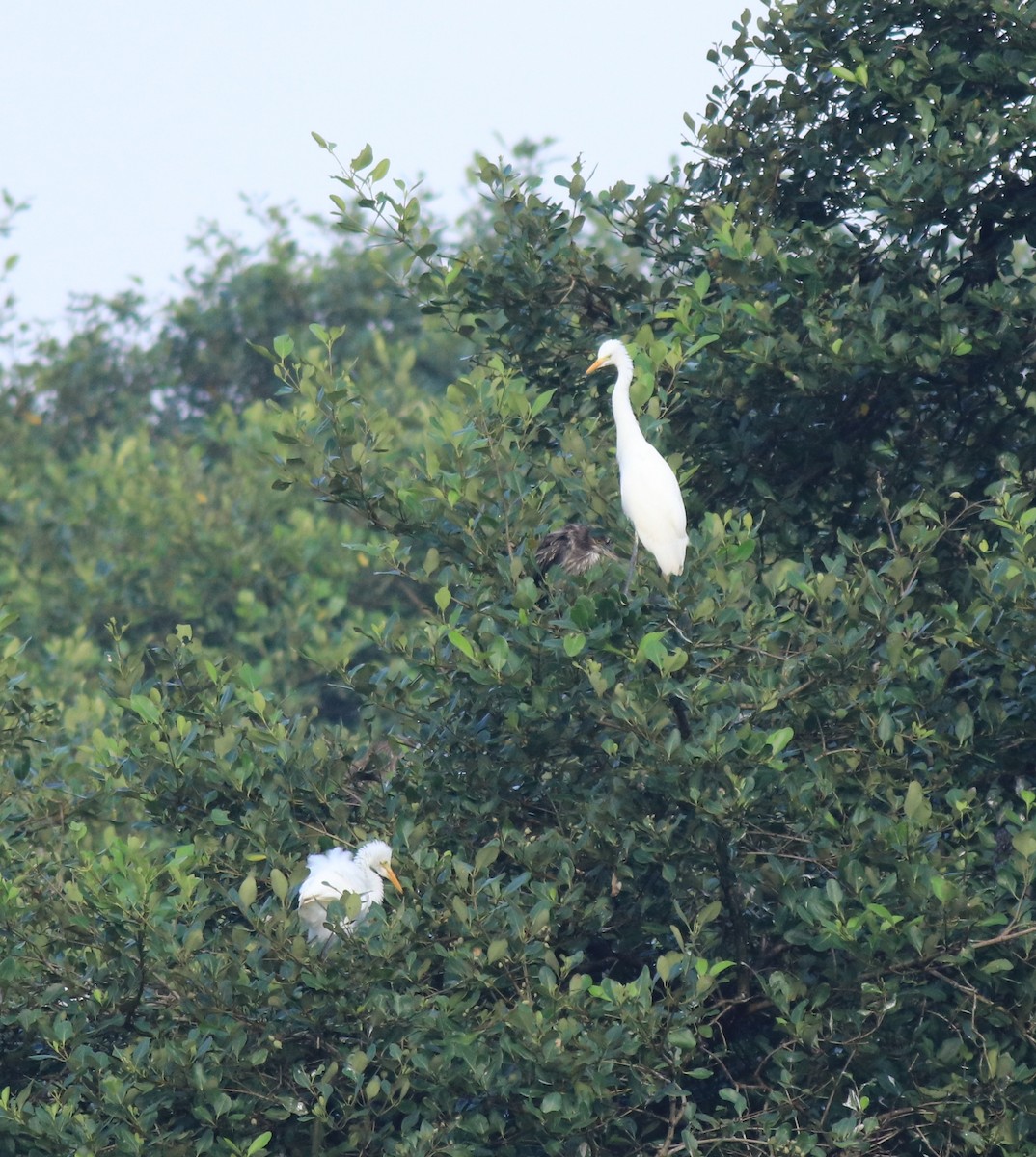 Чапля середня - ML646439201
