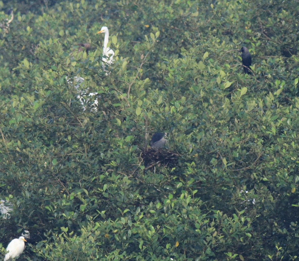 Чапля середня - ML646439202