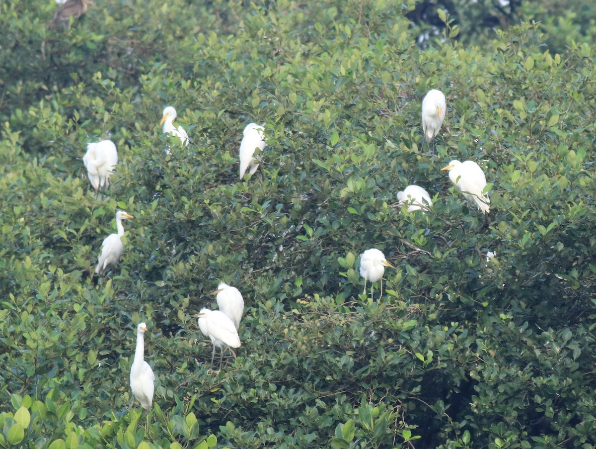 Чапля середня - ML646439203