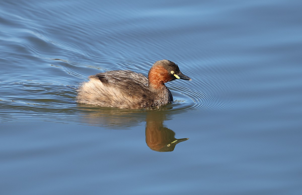 Little Grebe - ML646439204