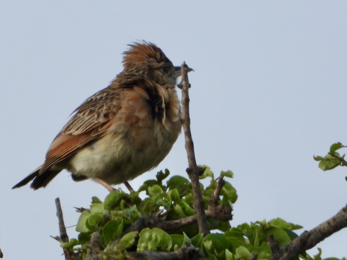 Rufous-naped Lark - ML646439205