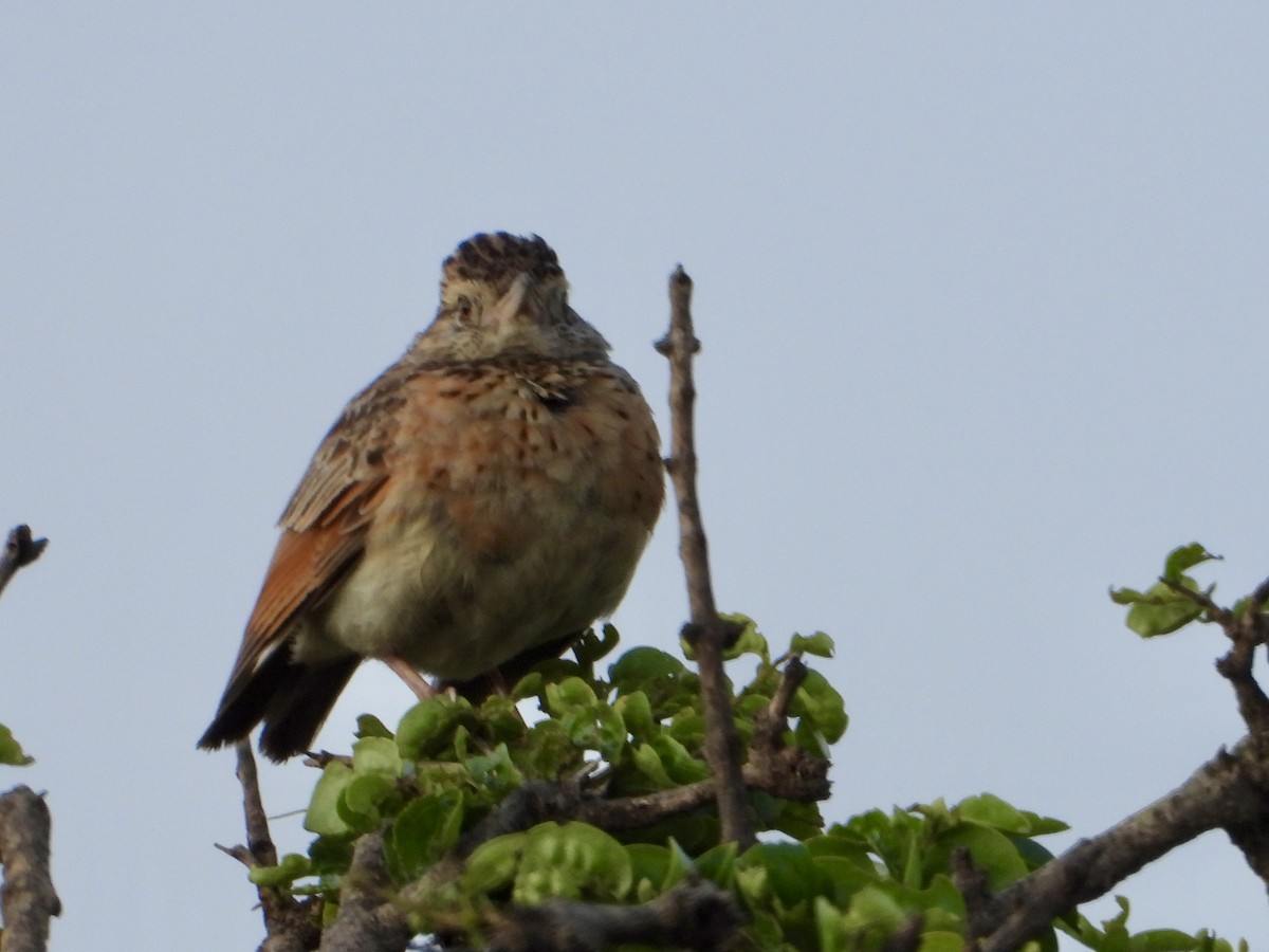 Rufous-naped Lark - ML646439207