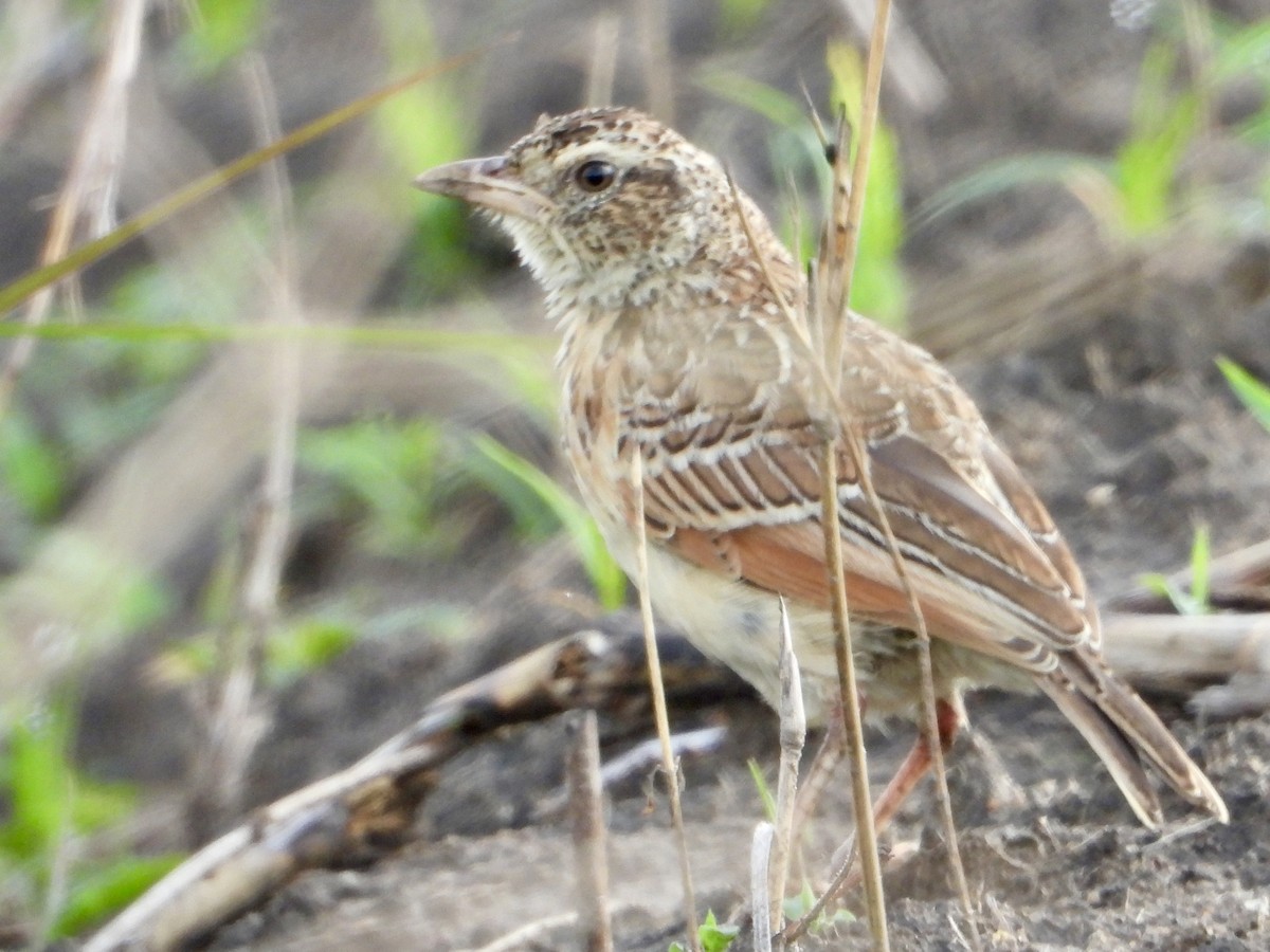 Rufous-naped Lark - ML646439208