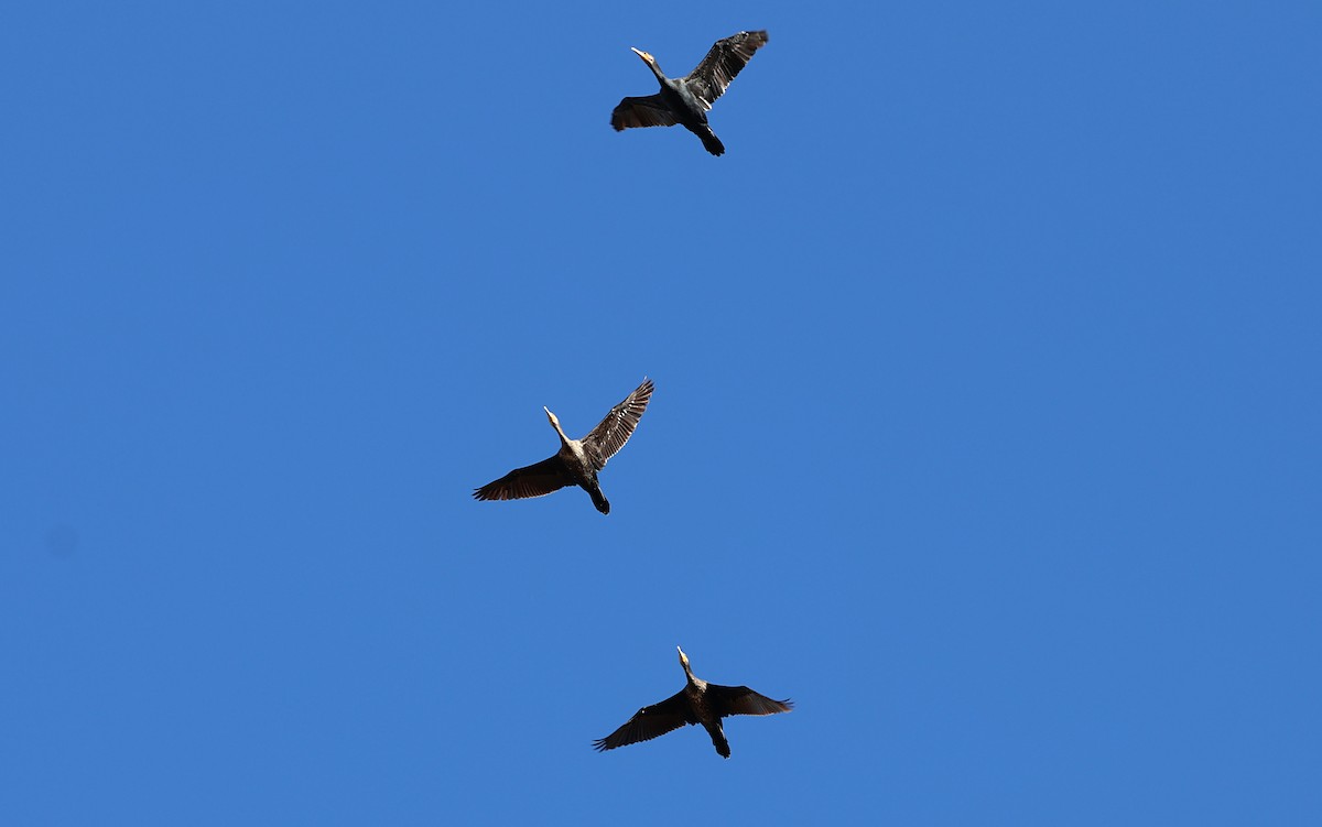 Great Cormorant - ML646439209