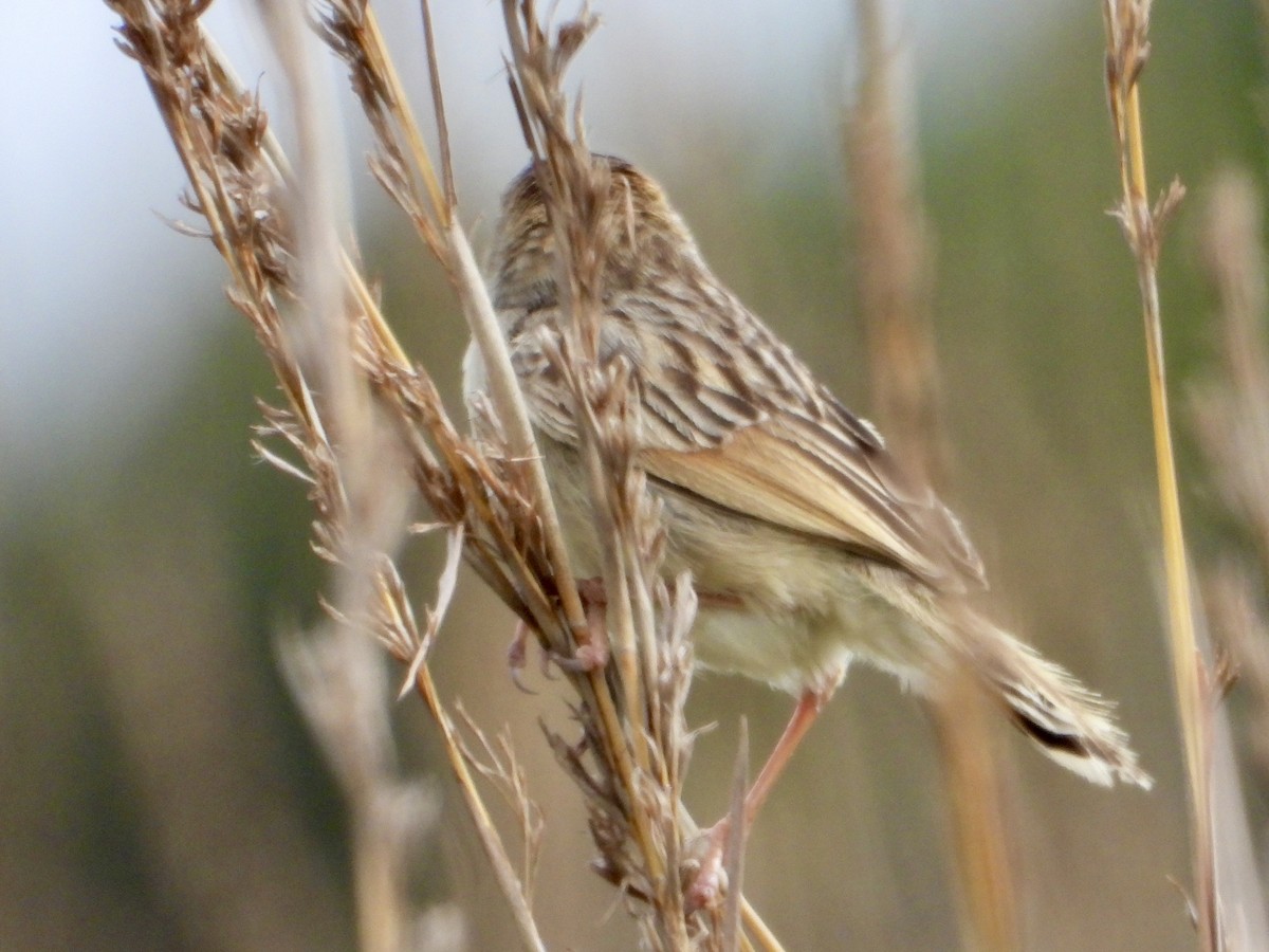 Croaking Cisticola - ML646439210