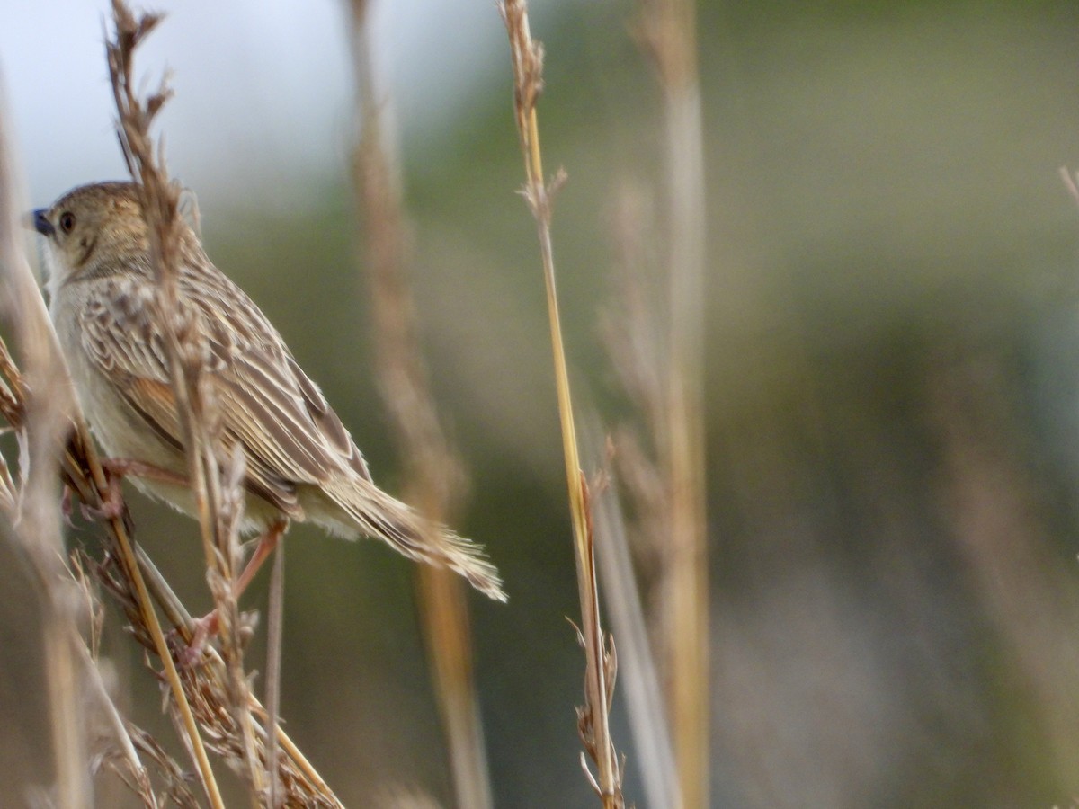 Croaking Cisticola - ML646439211