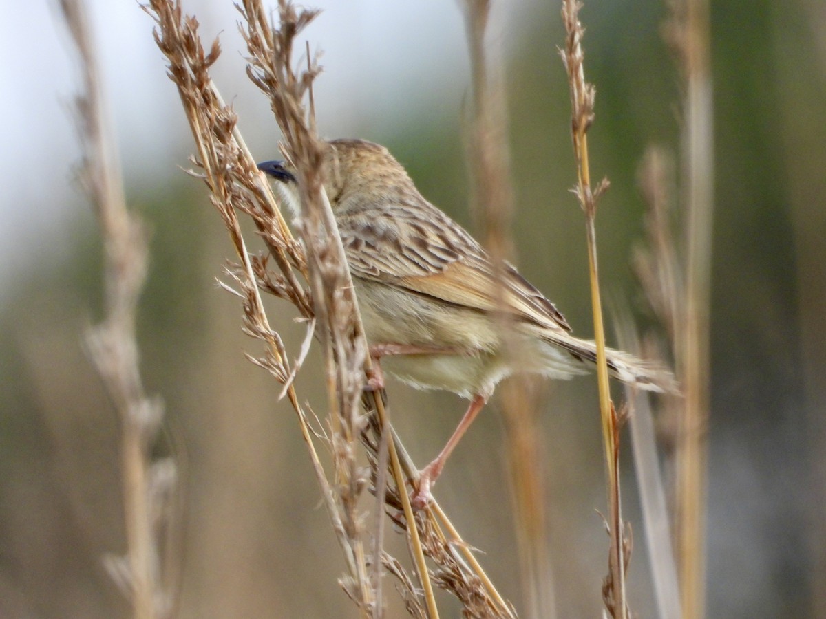 Croaking Cisticola - ML646439212