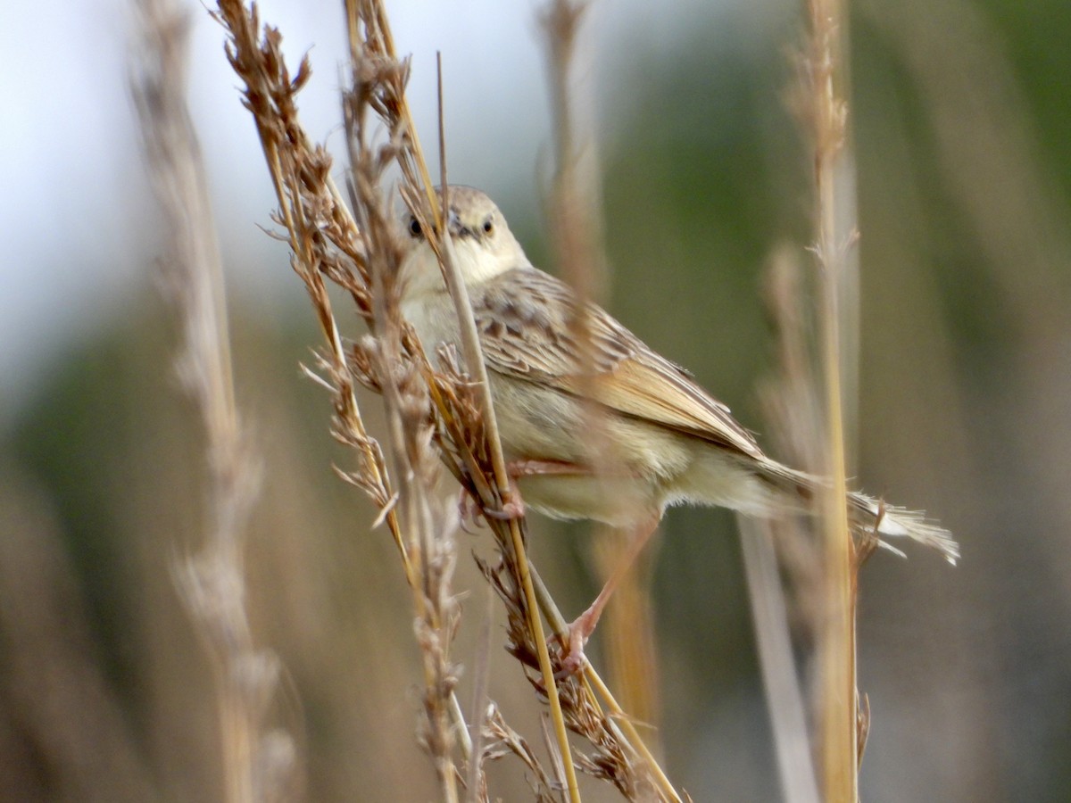 Croaking Cisticola - ML646439213
