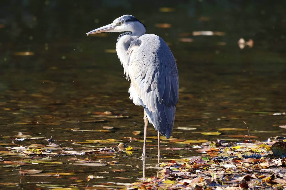 Gray Heron - ML646439214