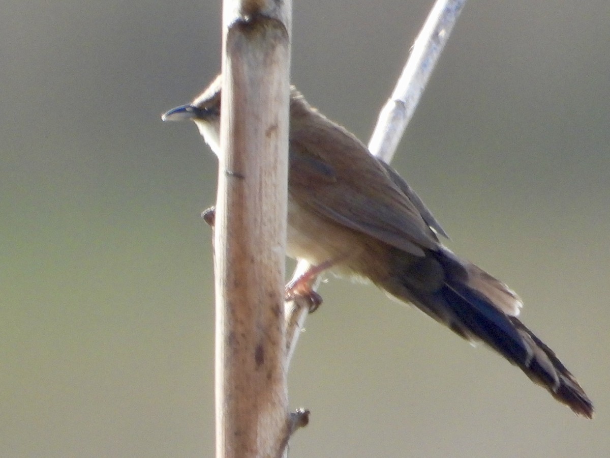 Little Rush Warbler - ML646439215