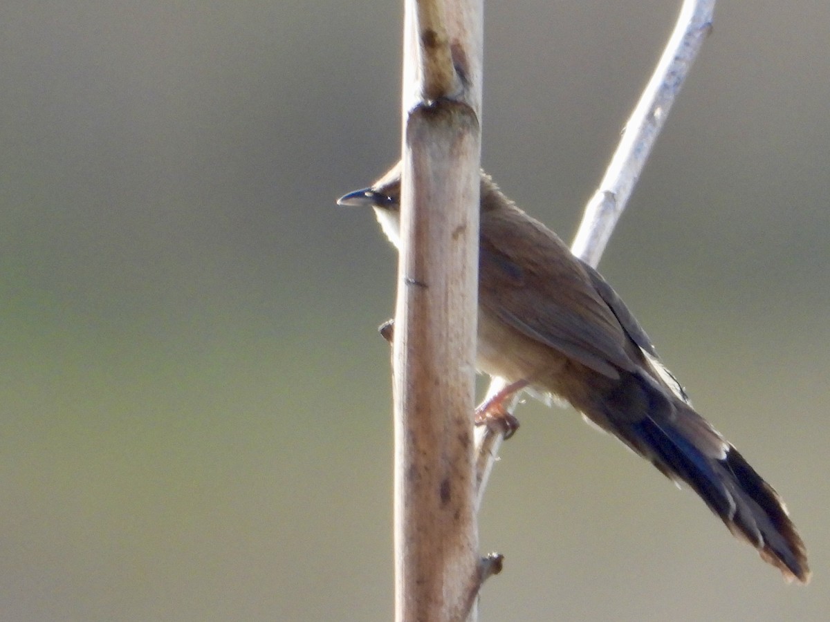 Little Rush Warbler - ML646439216