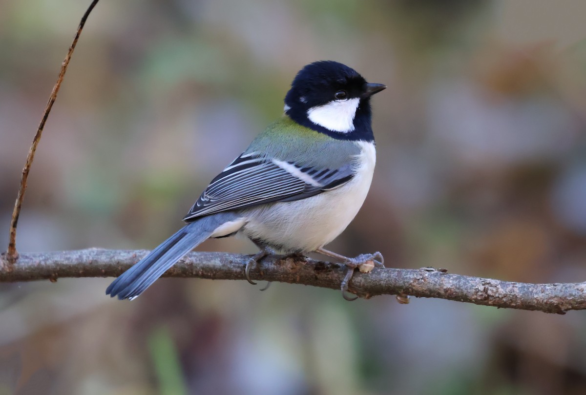 Asian Tit - ML646439219