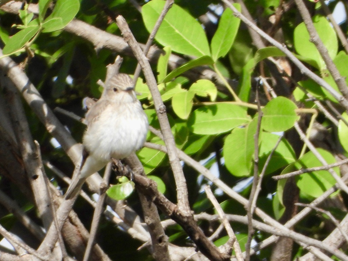 Spotted Flycatcher - ML646439220