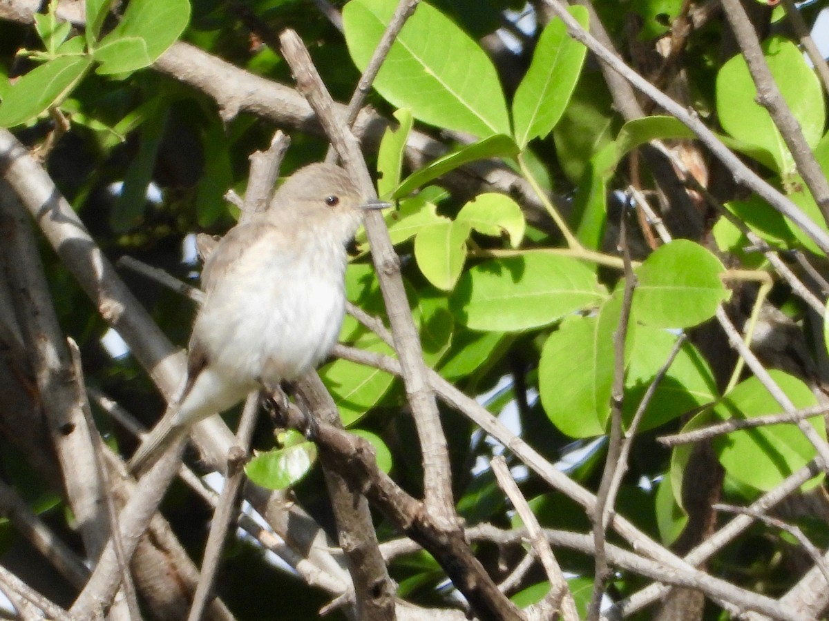 Spotted Flycatcher - ML646439221