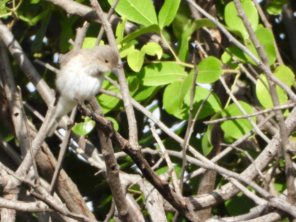 Spotted Flycatcher - ML646439222