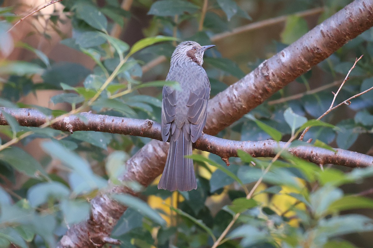 Brown-eared Bulbul - ML646439223