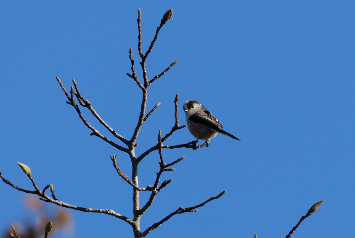 Long-tailed Tit - ML646439227