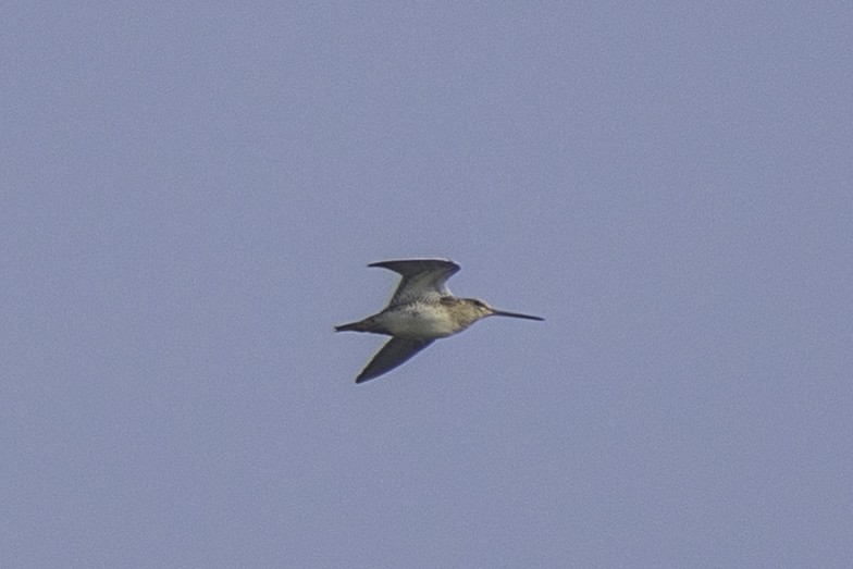 Pin-tailed Snipe - ML646439228