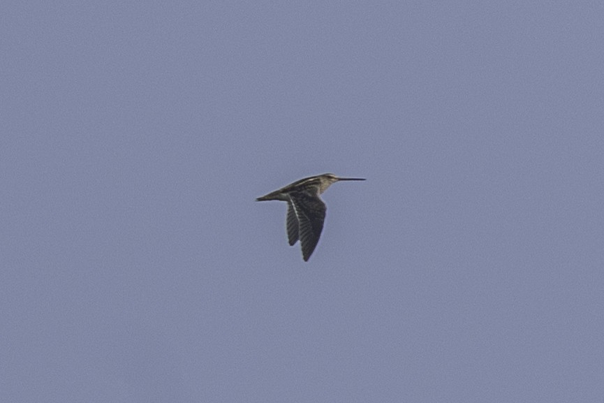 Pin-tailed Snipe - ML646439229