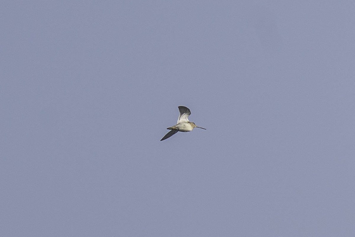 Pin-tailed Snipe - ML646439230
