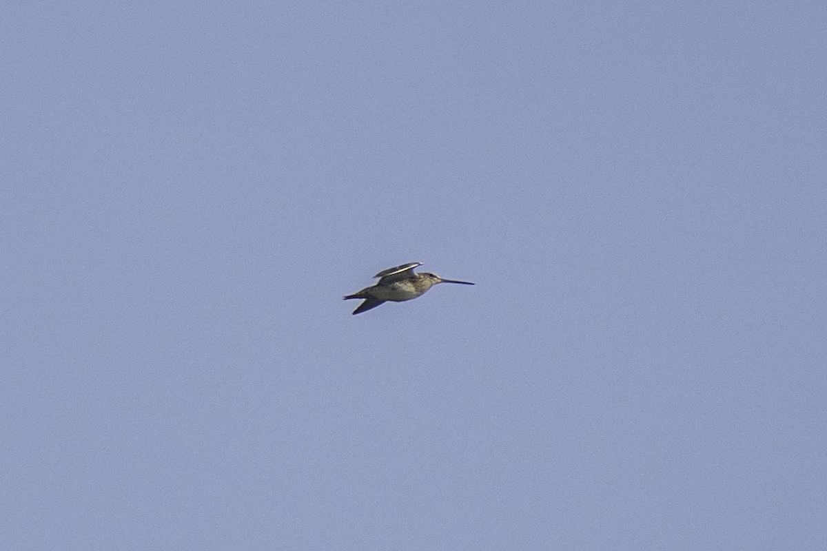 Pin-tailed Snipe - ML646439231