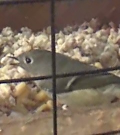 Ruby-crowned Kinglet - ML646439232