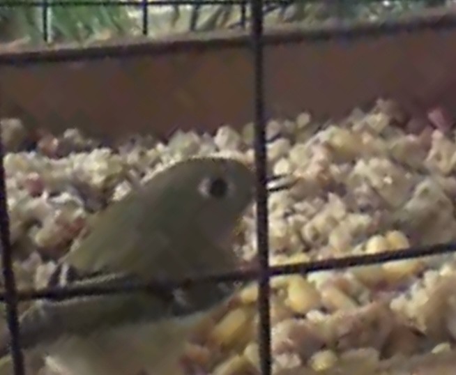 Ruby-crowned Kinglet - ML646439233