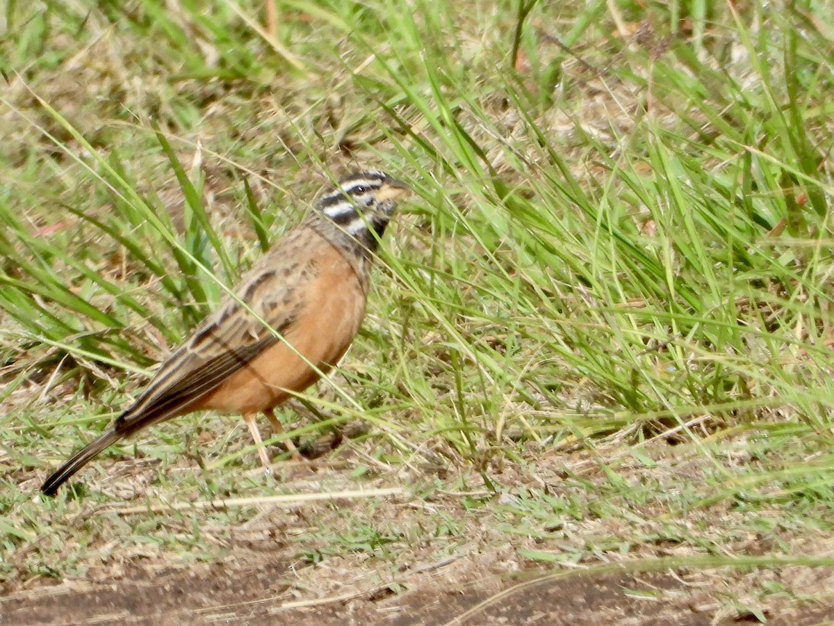 Cinnamon-breasted Bunting - ML646439234