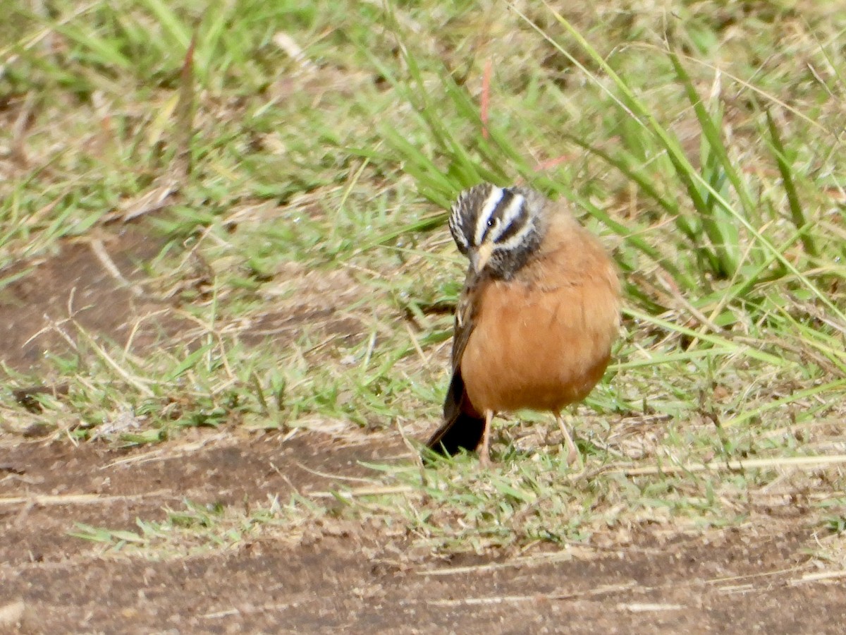 Cinnamon-breasted Bunting - ML646439235