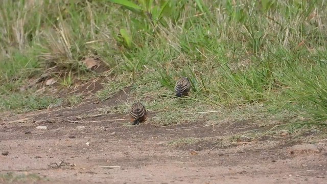 strnad skalní - ML646439236