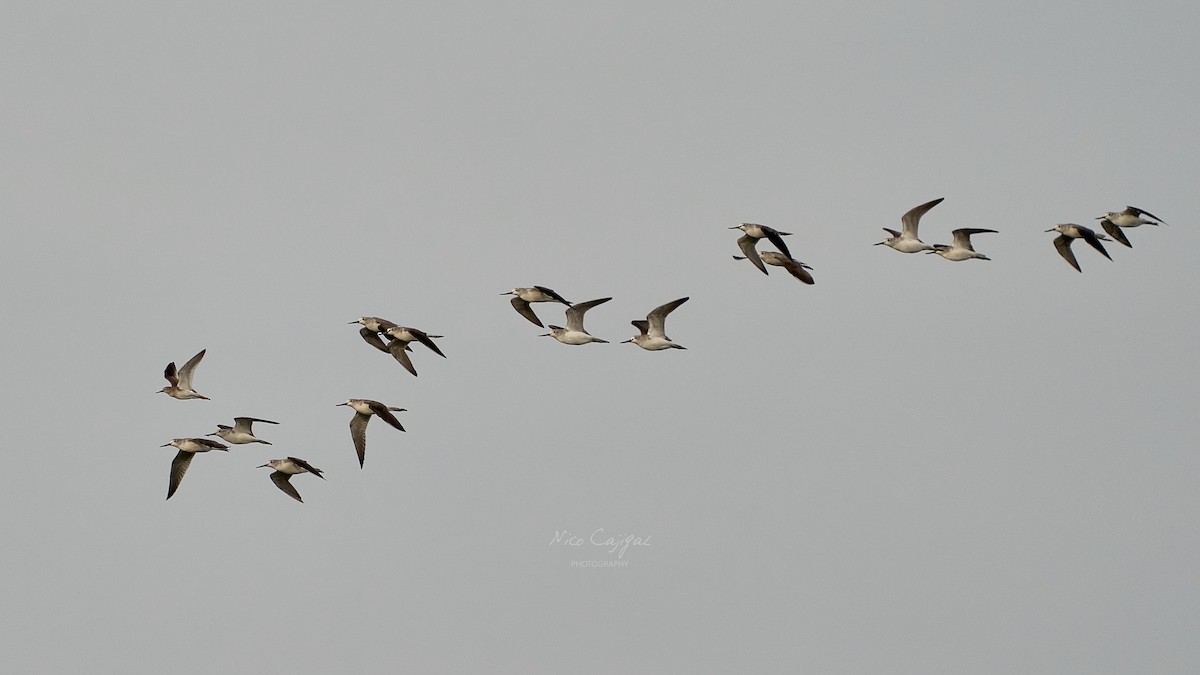 Common Greenshank - ML646439238