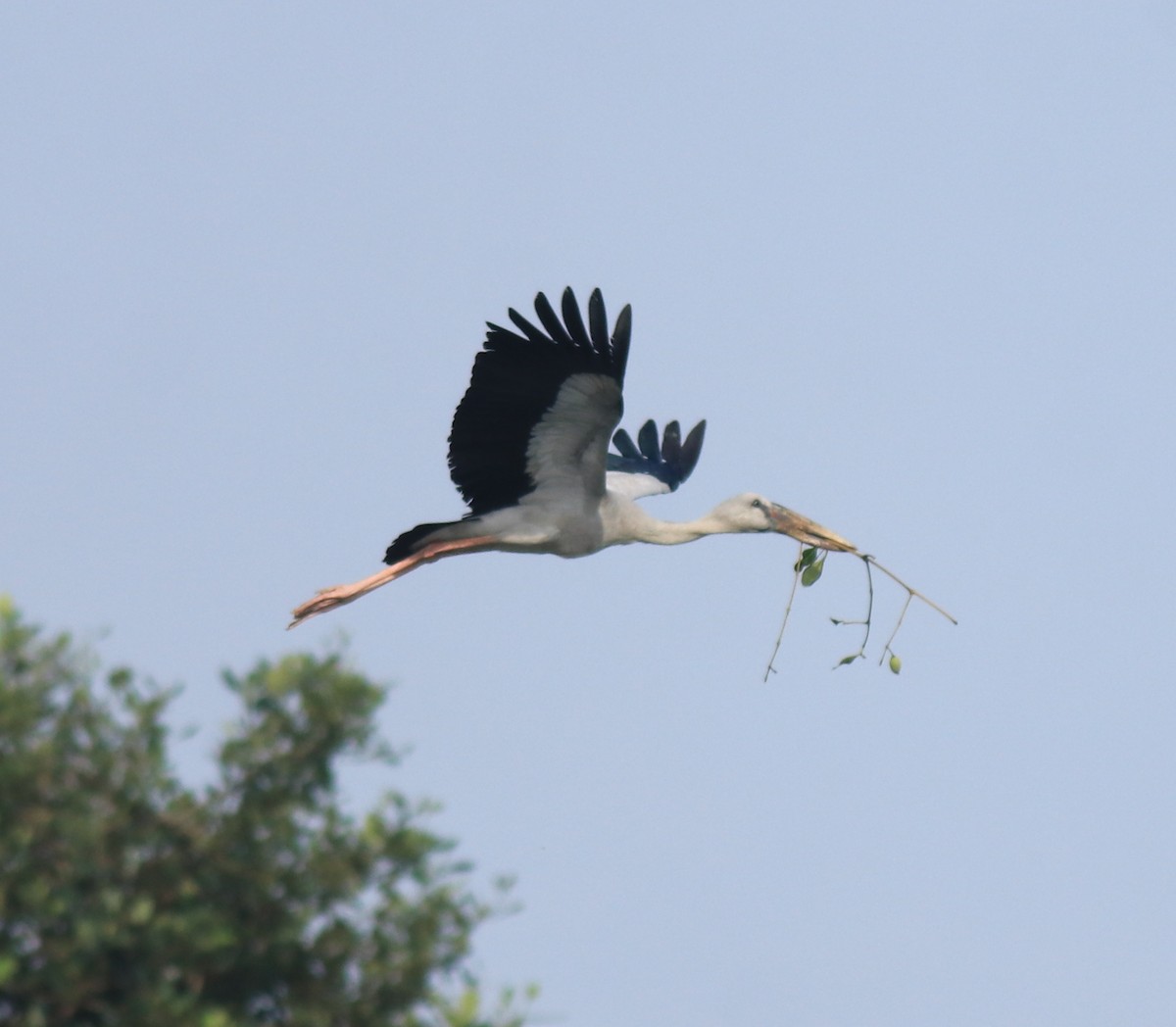 Лелека-молюскоїд індійський - ML646439239