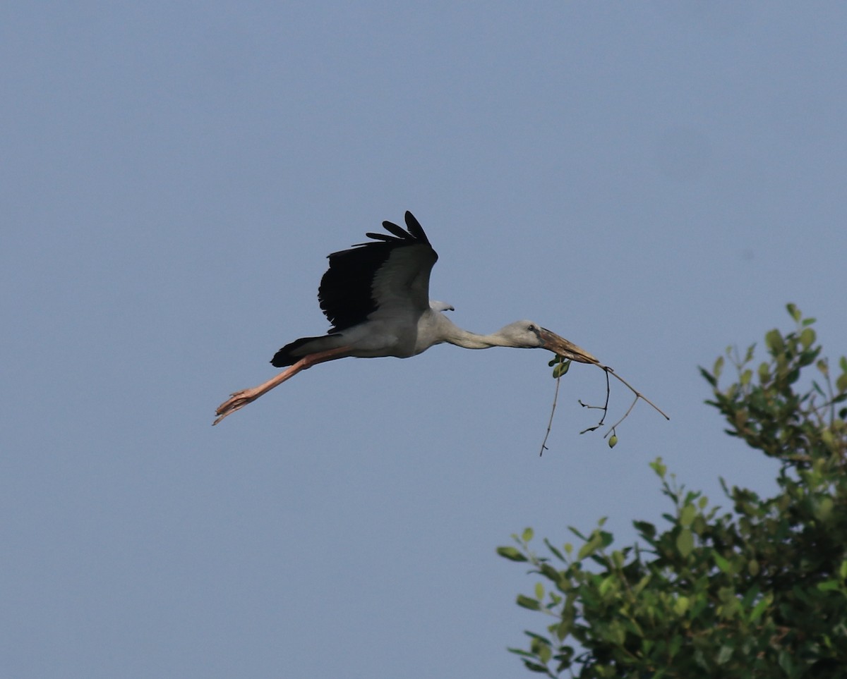 Лелека-молюскоїд індійський - ML646439240