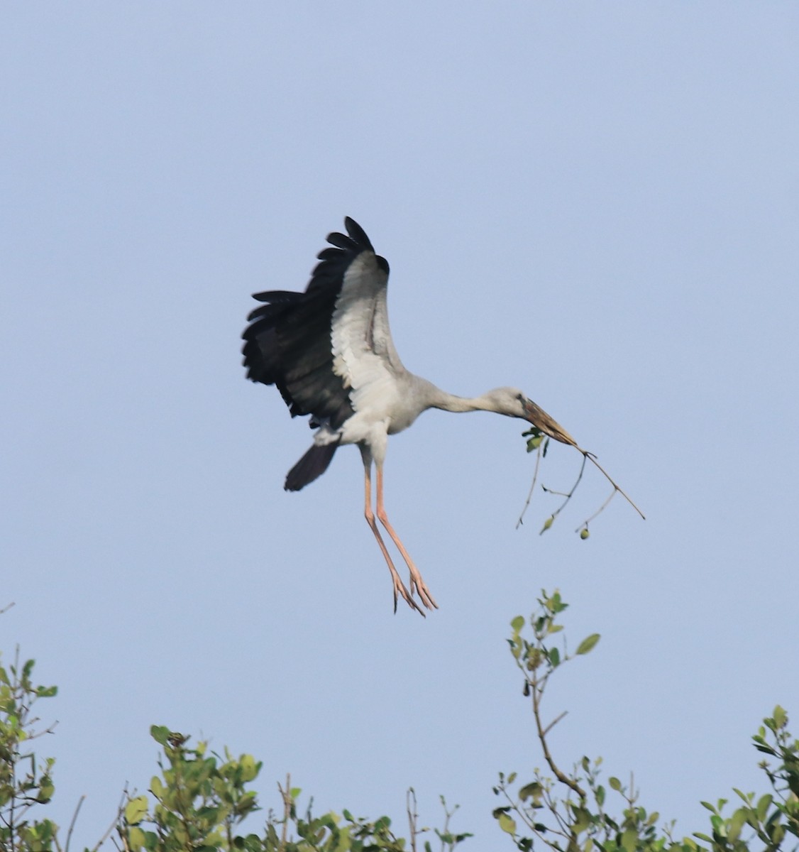 Лелека-молюскоїд індійський - ML646439241