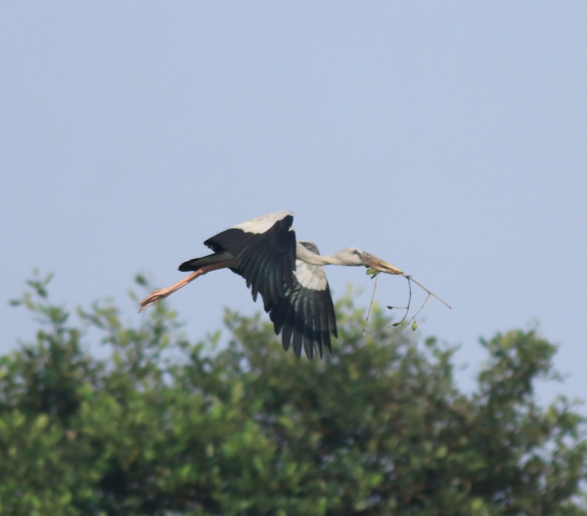 Лелека-молюскоїд індійський - ML646439242