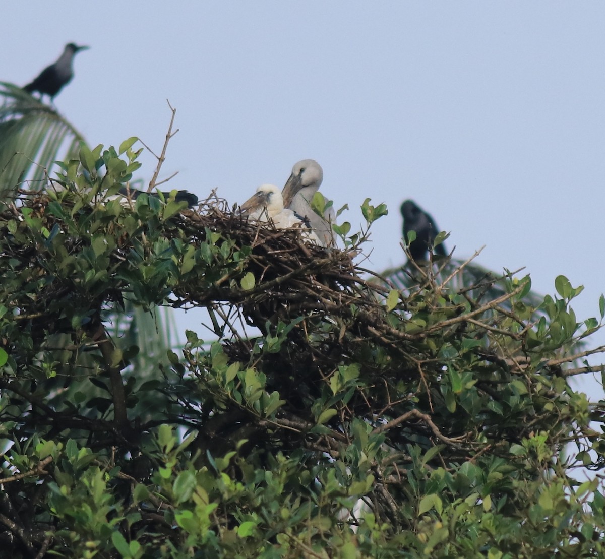 Лелека-молюскоїд індійський - ML646439243