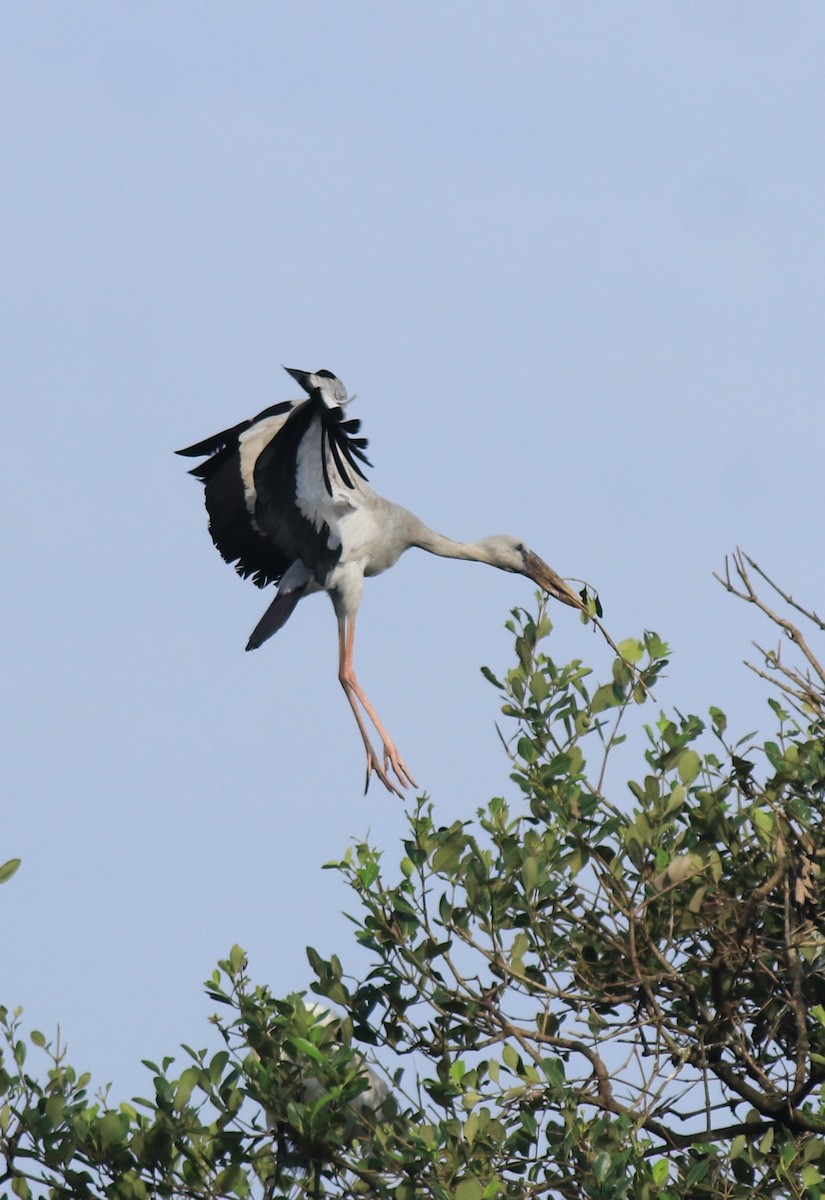 Лелека-молюскоїд індійський - ML646439244