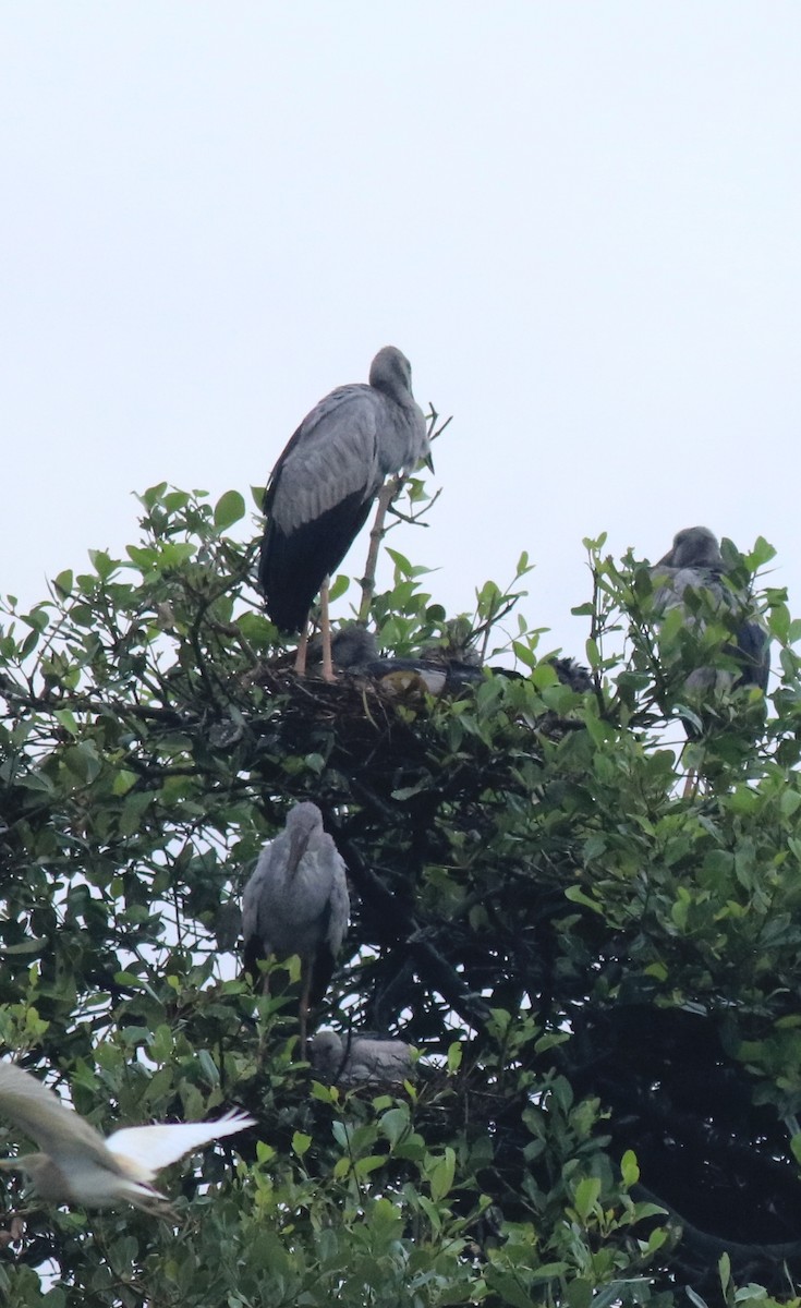 Лелека-молюскоїд індійський - ML646439245