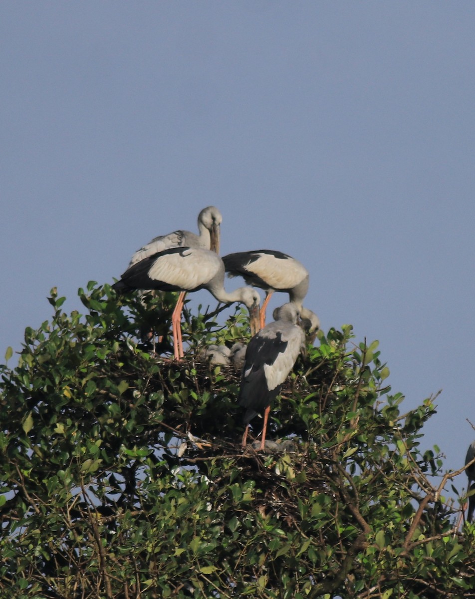 Индийский аист-разиня - ML646439246