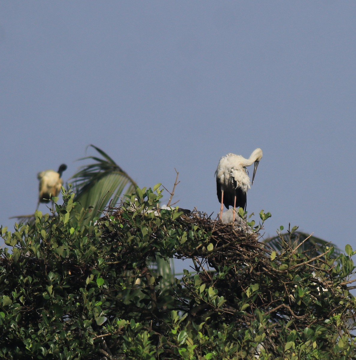 Лелека-молюскоїд індійський - ML646439247