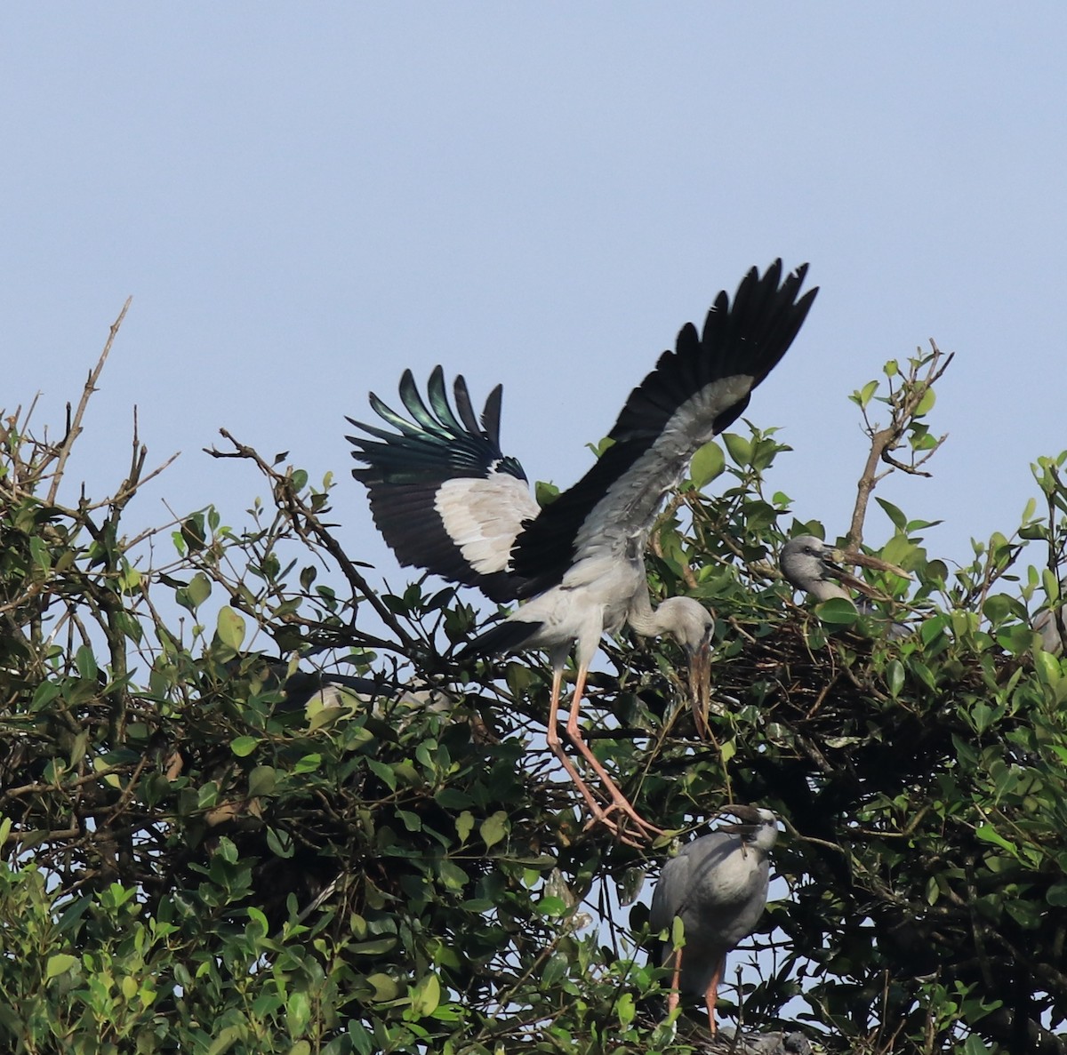 Лелека-молюскоїд індійський - ML646439248